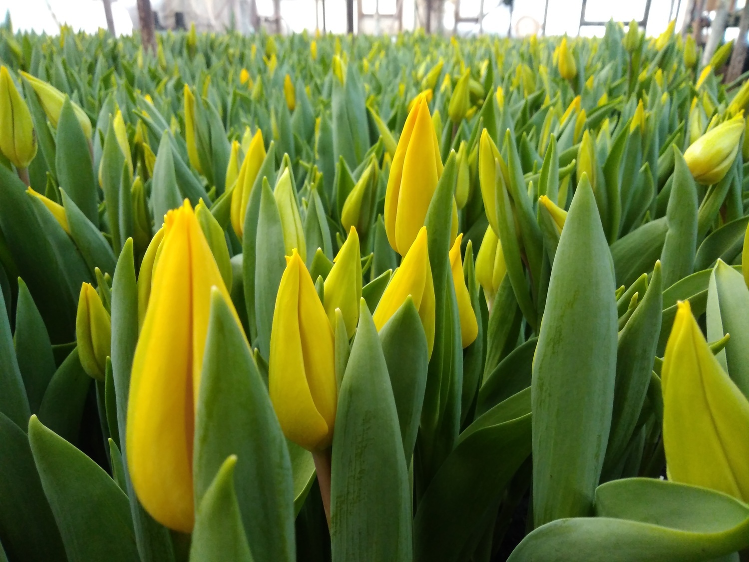 Тюльпаны Srtong Gold Тюльпаны Srtong Gold