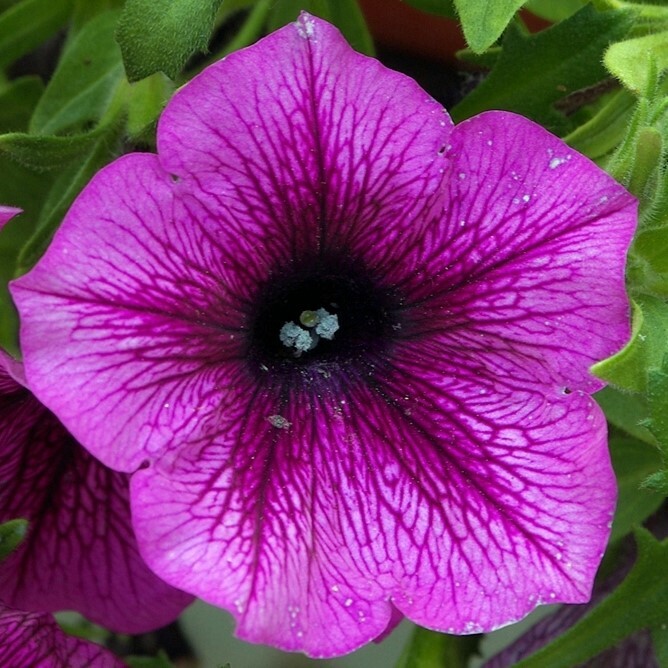 Петуния Лимбо