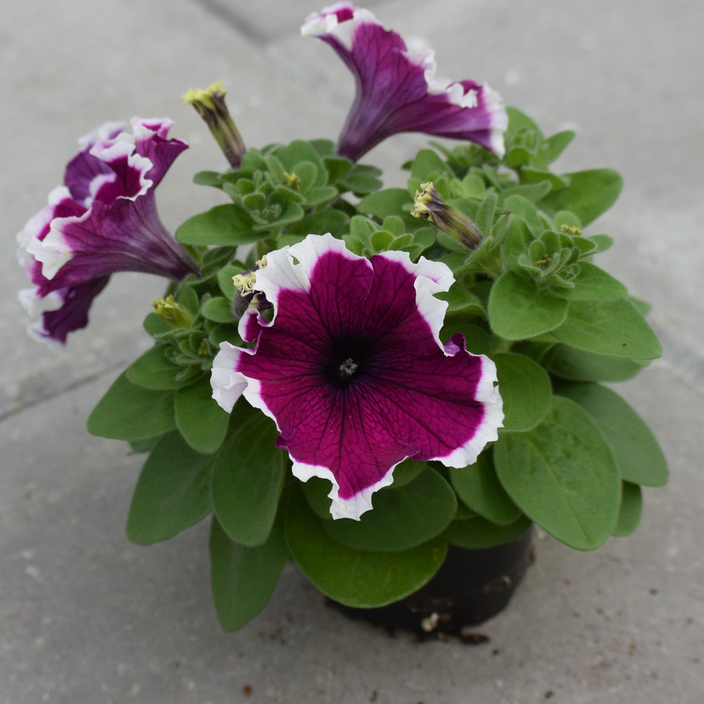 Петуния Лимбо