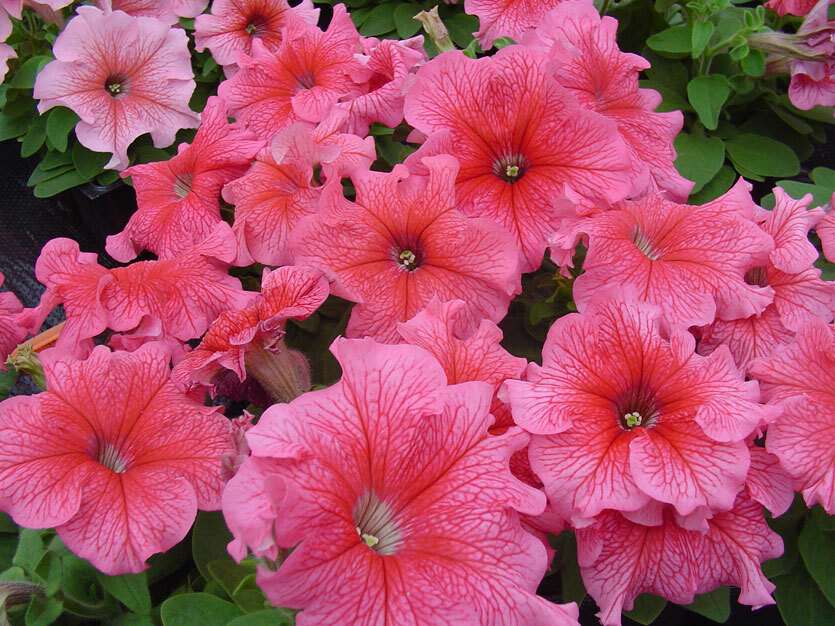 Петуния Лимбо