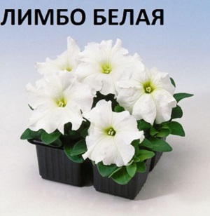 Петуния Лимбо