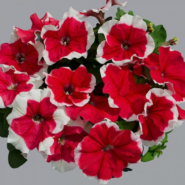 Петуния Лимбо