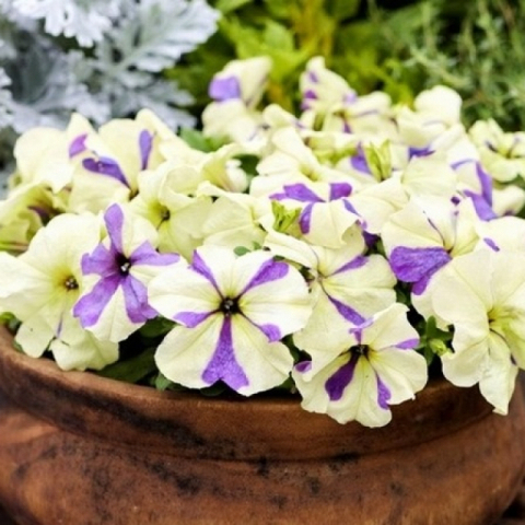 Петуния Шейк